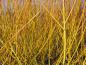Preview: Die Rinde der Salix neotricha - Orangen-Weide im Februar