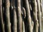 Preview: Dunkle Triebe der Schwarzwerdenden Weide - Salix nigricans
