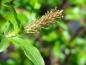 Preview: Blüte der Salix nigricans