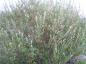 Preview: Wuchsform von Salix phylicifolia Glauca