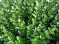 Preview: Blätter und Triebe von Salix phylicifolia Glauca