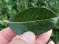 Preview: Das Blatt von Salix phylicifolia Glauca im Detail