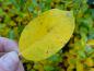 Preview: Gelbes Herbstlaub ist charakteristisch für Salix phylicifolia Glauca