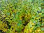 Preview: Salix phylicifolia Glauca: Bestand im Herbst
