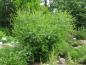 Preview: Purpurweide, Salix purpurea