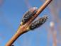 Preview: Blüte von Salix purpurea, Aufnahme aus Mitte/Ende März