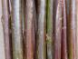 Preview: Wintertriebe von Salix purpurea Pendula