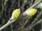 Preview: Salix repens, Moorweide