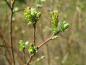 Preview: Moorweide, Salix repens