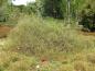 Preview: Moorweide, Salix repens