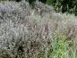 Preview: Salix repens argentea als flächige Bepflanzung in einer Anlage