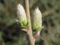 Preview: Frühe Blütenknospen bei Salix repens argeneta