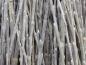 Preview: Wintertriebe von Salix repens argentea