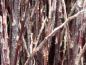Preview: Triebspitzen von Salix rosmarinifolia im Winter