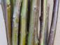 Preview: Unterer Bereich der einjährigen Triebe von Salix rosmarinifolia