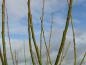Preview: Ruten der Salix schranderiana im Winter