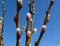 Preview: Blüten von Salix schraderiana