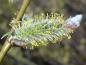 Preview: Blüte von Salix sessilifolia, Weichblattweide