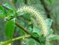 Preview: Eine Nahaufnahme der Salix trindra