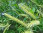 Preview: Die auffallend langen Blüten der Salix triandra (Mandelweide)