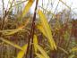 Preview: Herbstfärbung der Mandelweide (Salix triandra)