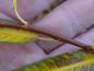 Preview: Der ausgereifte Trieb der Mandelweide, Salix triandra