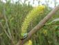 Preview: Blüte von Salix triandra Black Hollander