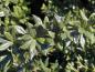 Preview: Immergrüne Blätter der Warzenberberitze