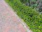 Preview: Berberis verruculosa - hübsche, immergrüne Heckenpflanze