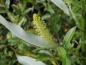 Preview: Immerblühende Mandelweide - männliche Blüte