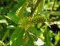 Preview: Salix triandra Semperflorens - männliche Blüte