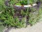 Preview: Geflochtene Salix viminalis-Ruten als Kräuterbeet-Umrandung