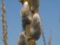 Preview: Salix viminalis mit Kätzchenschmuck