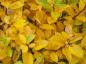 Preview: Sehr schöne gelbe Herbstfärbung bei Salix waldsteiniana