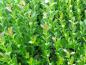 Preview: Bestand von Salix waldsteiniana