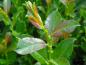Preview: Triebspitze von Salix waldsteiniana
