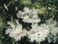 Preview: Schwarzer Holunder - weiße Blüten