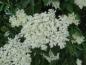 Preview: Weiße Blüte des Schwarzen Holunders im Juni
