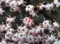 Preview: Rotblättriger Schlitz-Holunder® - Nahaufnahme der rosa Blüten