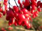 Preview: Reife, essbare Beeren der Berberis vulgaris