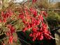 Preview: Die roten Beeren des Sauerdorns haften noch im Dezember am Strauch.