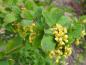 Preview: Gelbe Blütentrauben der Gemeinen Beberitze (Berberis vulgare)