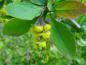 Preview: Gelbe Blütentraube der gemeinen Berberitze