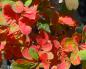 Preview: Schönes rotes Herbstlaub bei Berberis vulgaris