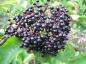 Preview: Fläder Korsør, Sambucus nigra Korsor,