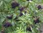 Preview: Reife Holunderbeeren an Sambucus nigra Korsor