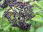 Preview: Fläder Korsør, Sambucus nigra Korsor,