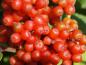 Preview: Der Rote Traubenholunder trägt rote Früchte im Herbst.