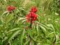 Preview: Roter Fruchtstand des Sambucus racemosa