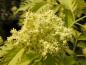 Preview: Sambucus racemosa Sutherland Gold